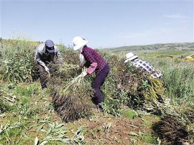 湟中区上山庄花海,湟中上山庄花药谷
