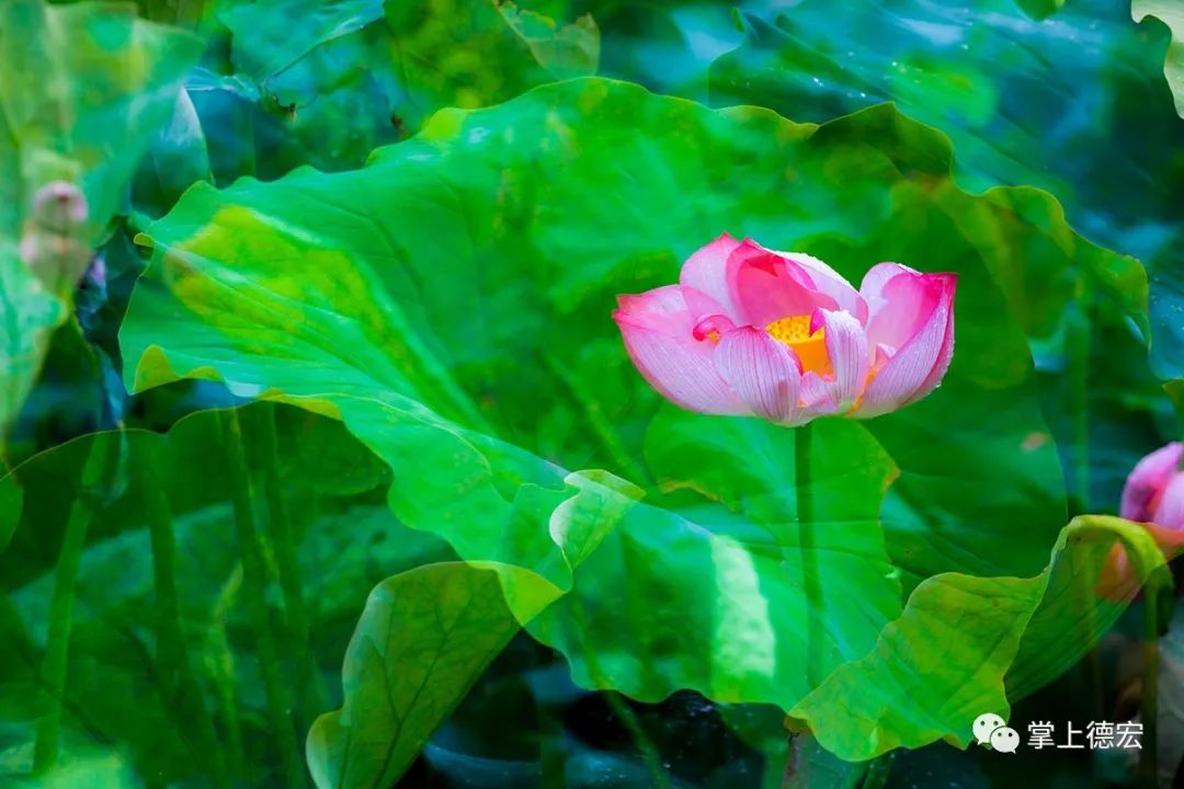 老钏“晒”作品！一个被足球耽误了的德宏摄影师