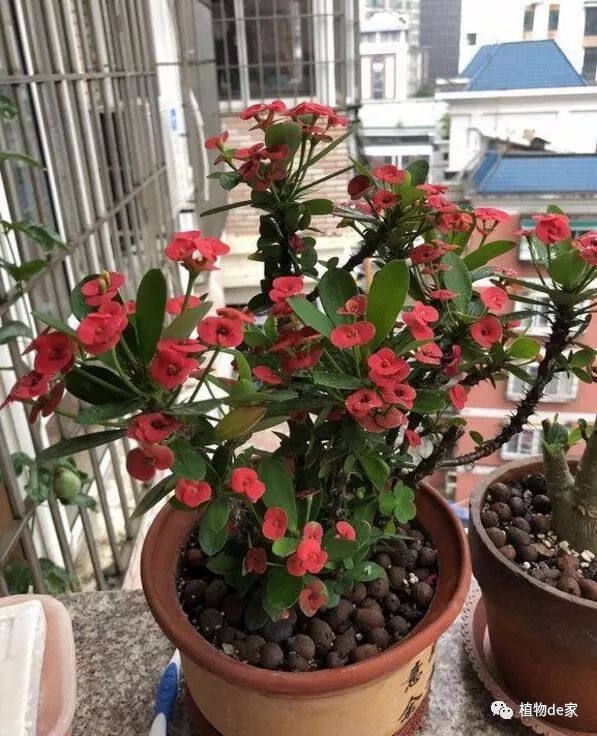 这3种花外表漂亮却有毒,这5种花超级美