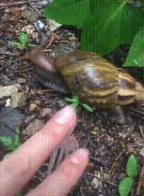 雨后出现的大蜗牛有多危险,下暴雨时蜗牛会怎样生活
