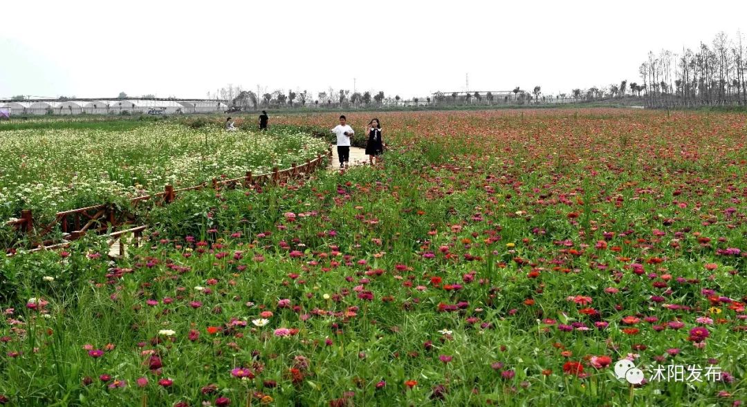 娌槼鏃呮父璺嚎鎺ㄨ崘,姹熻嫃娌槼鏃呮父鏀荤暐璺嚎