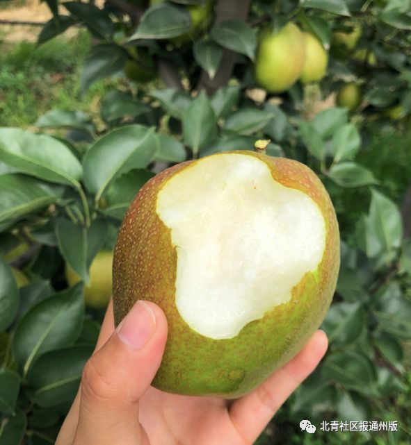 库尔勒特惠鲜梨,逛吃通州