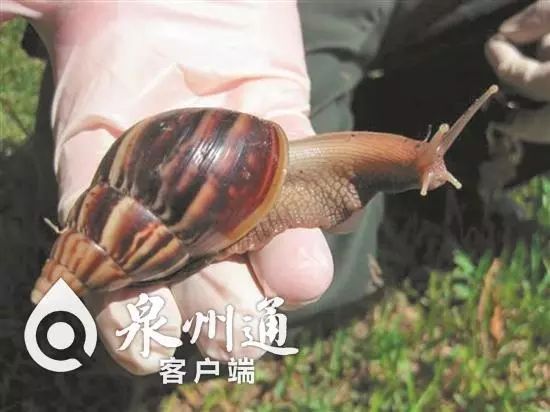 小心毒虫视频,警惕这种虫有人被咬后差点没命