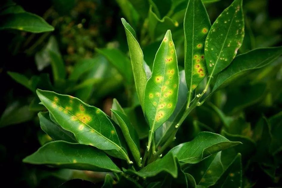 铜制剂能治真菌和细菌病吗,铜制剂杀菌效果如何