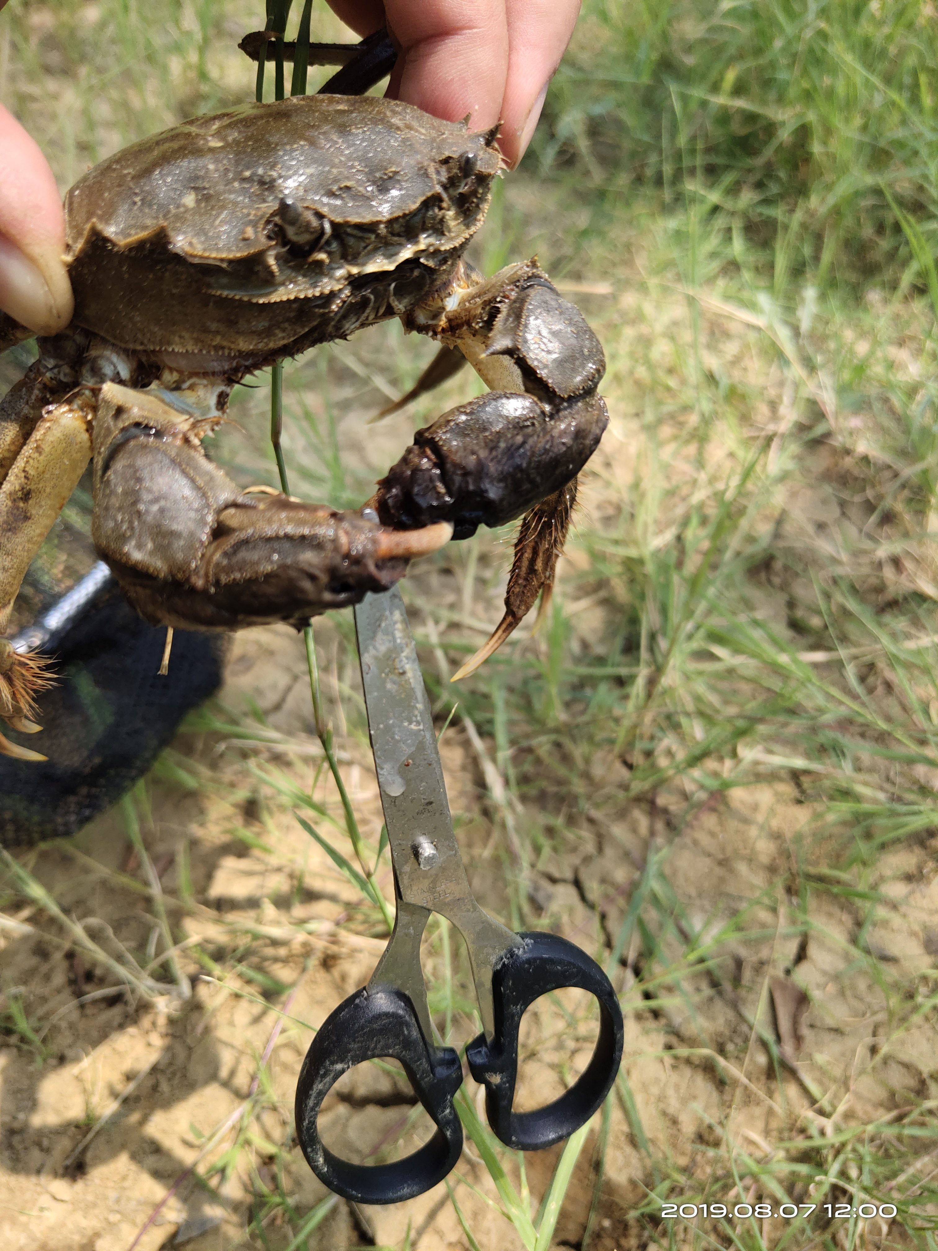 钓螃蟹专用神器钢丝球,钓螃蟹专用神器25元的