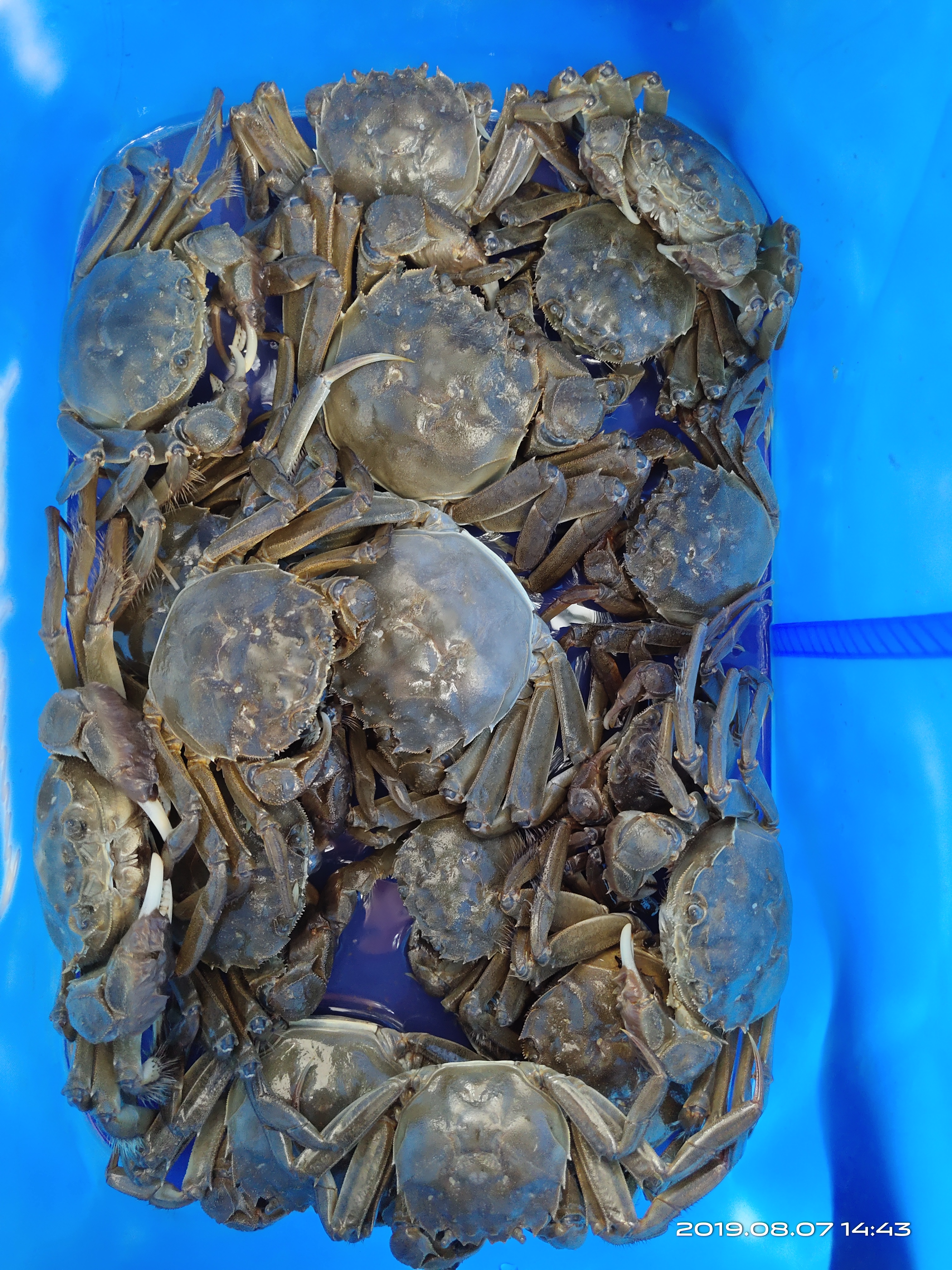 钓螃蟹专用神器钢丝球,钓螃蟹专用神器25元的