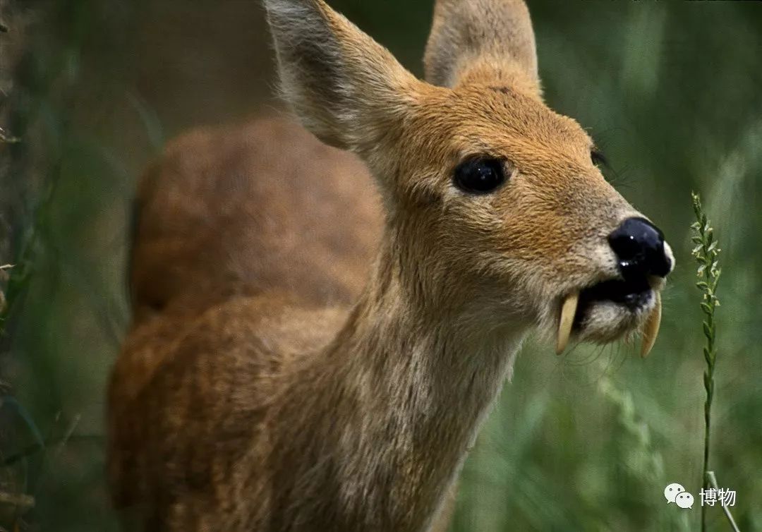 想研究野生动物？看看学这个专业的人都在干嘛吧
