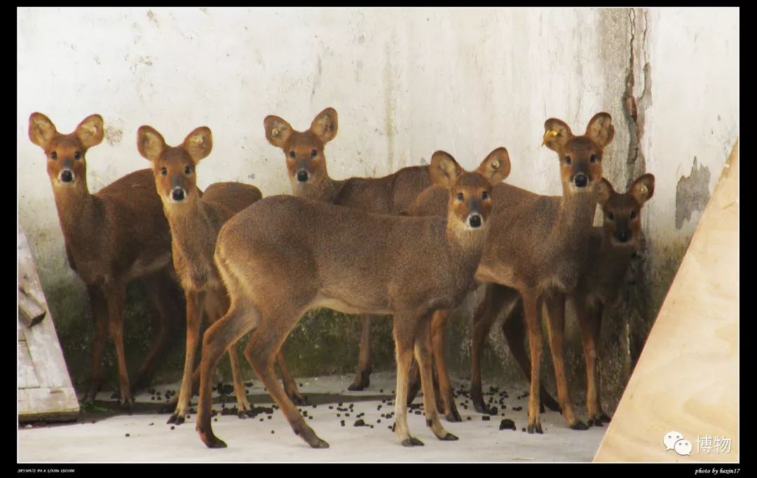 想研究野生动物？看看学这个专业的人都在干嘛吧