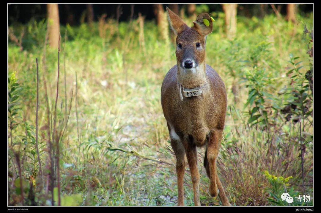 想研究野生动物？看看学这个专业的人都在干嘛吧