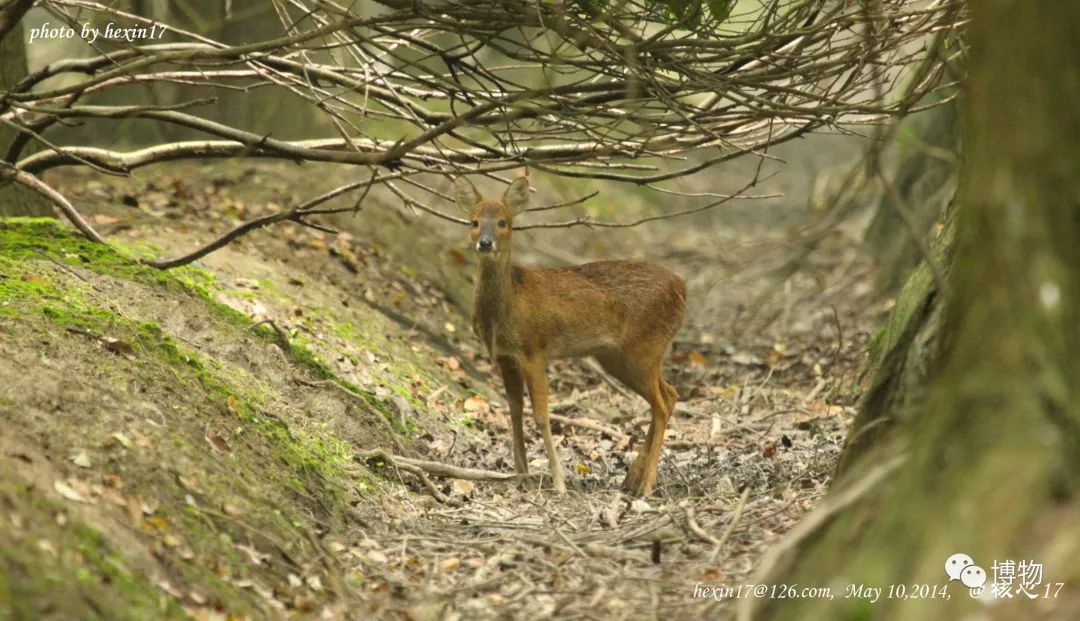 想研究野生动物？看看学这个专业的人都在干嘛吧