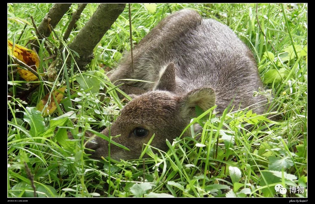 想研究野生动物？看看学这个专业的人都在干嘛吧