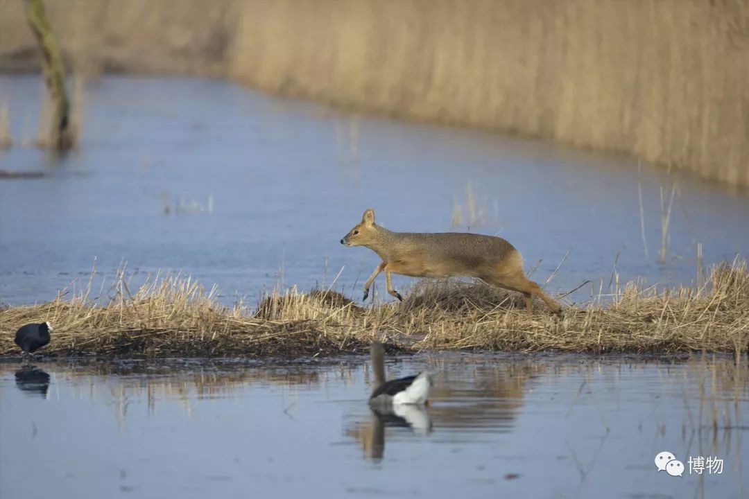 想研究野生动物？看看学这个专业的人都在干嘛吧