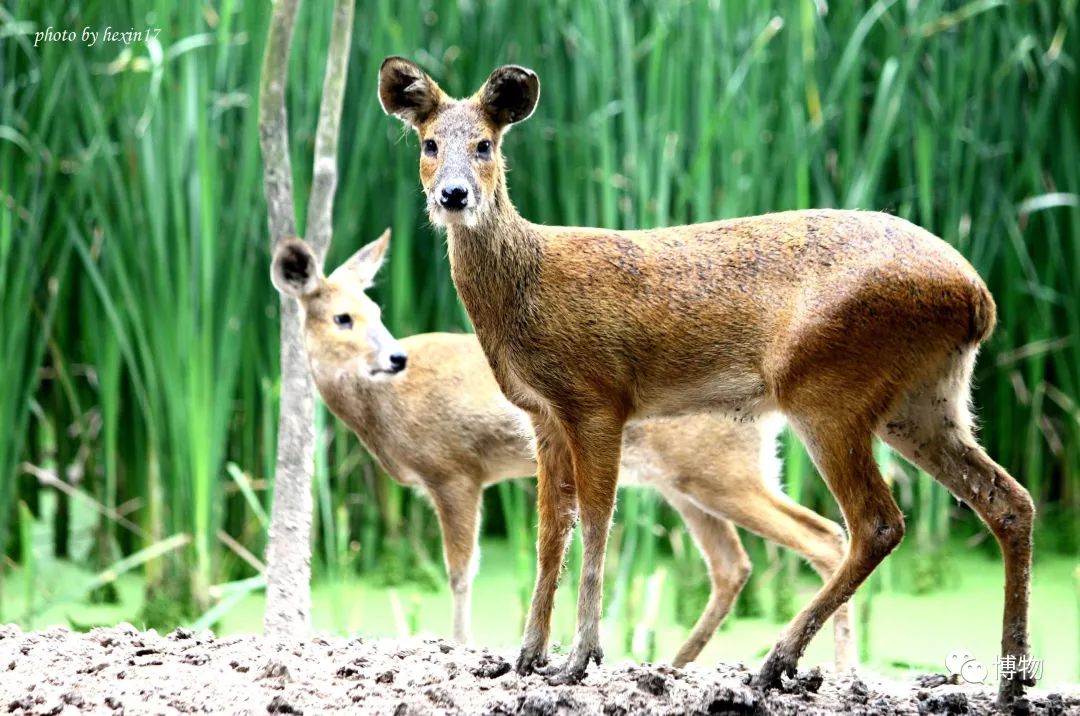 想研究野生动物？看看学这个专业的人都在干嘛吧