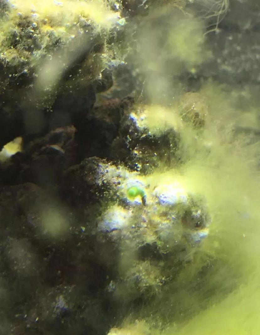 刚开缸爆藻的原因,爆藻期间藻断了