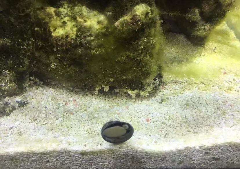 刚开缸爆藻的原因,爆藻期间藻断了