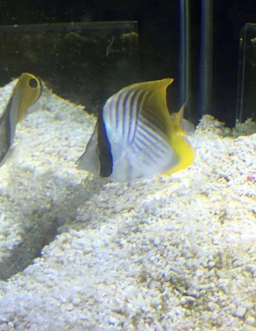 刚开缸爆藻的原因,爆藻期间藻断了