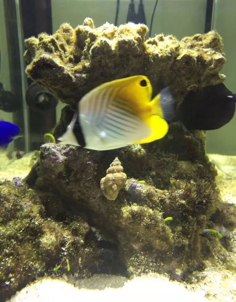 刚开缸爆藻的原因,爆藻期间藻断了