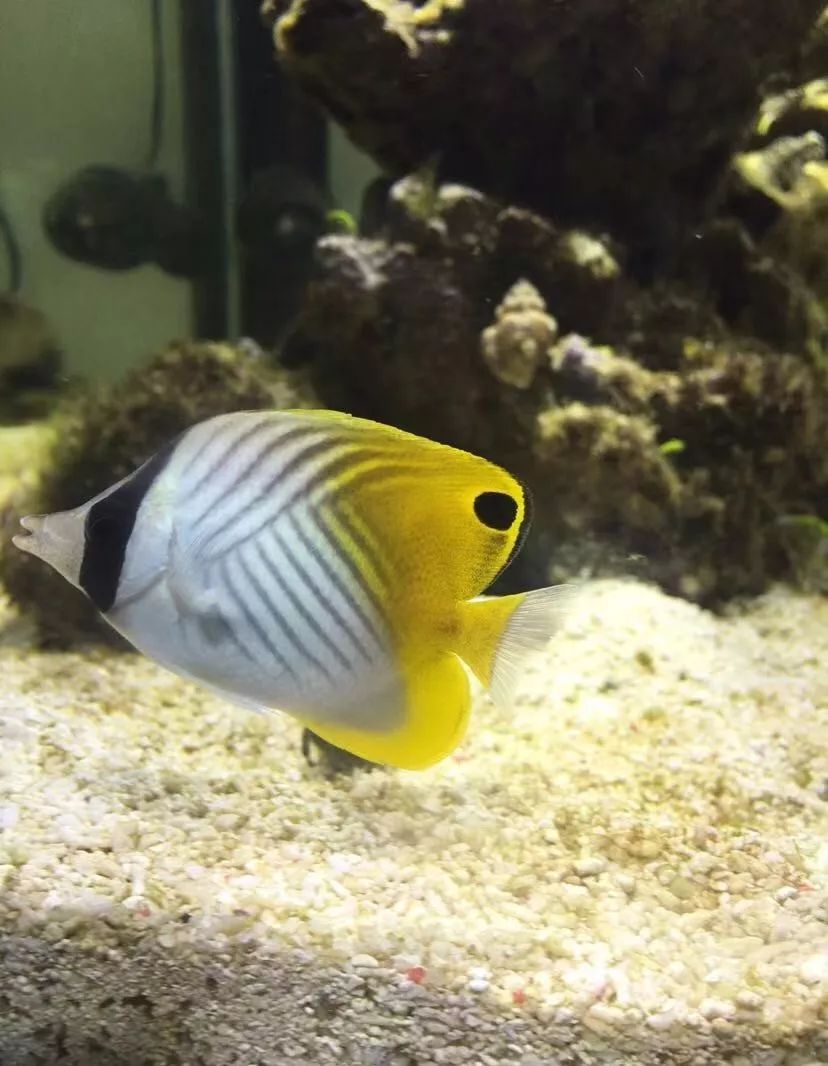 刚开缸爆藻的原因,爆藻期间藻断了