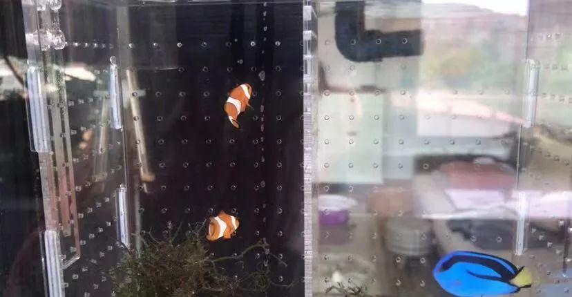 刚开缸爆藻的原因,爆藻期间藻断了