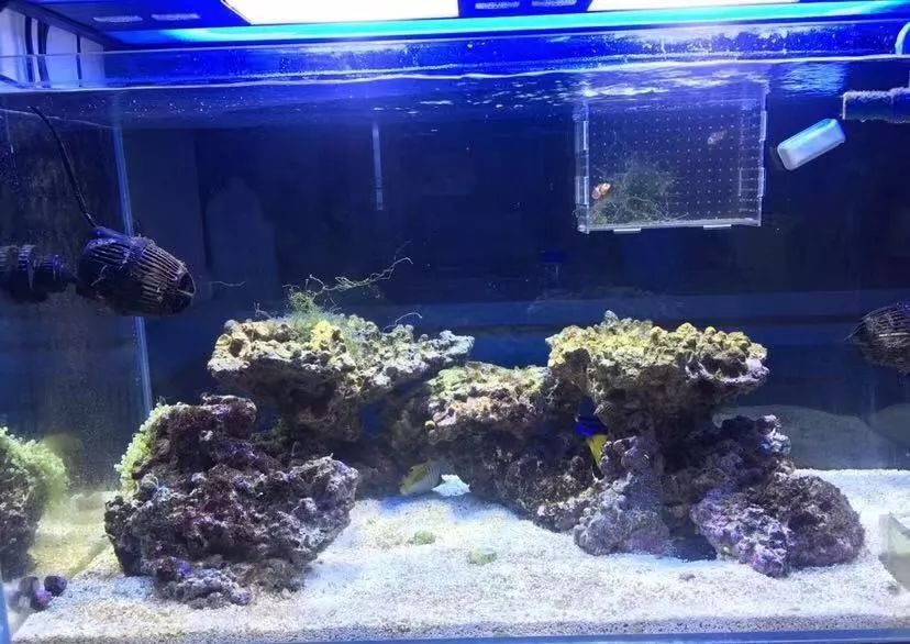 刚开缸爆藻的原因,爆藻期间藻断了