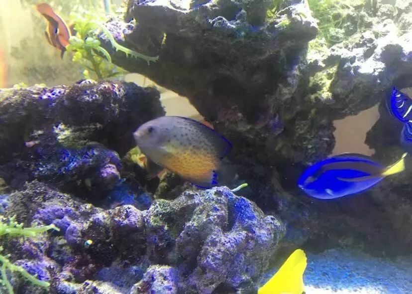 刚开缸爆藻的原因,爆藻期间藻断了