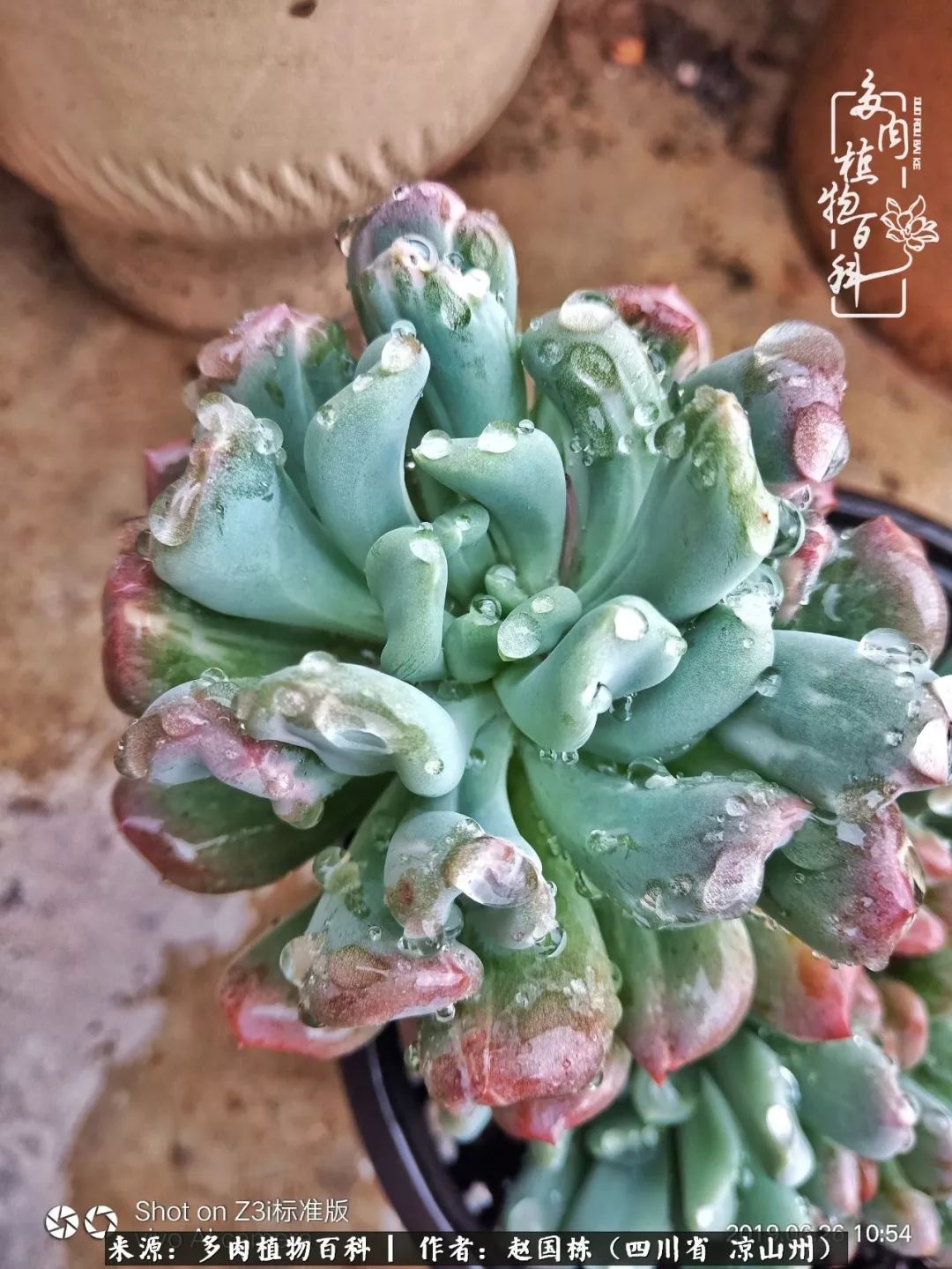 一场猝不及防的大雨中原声,雨中的多肉晶莹剔透