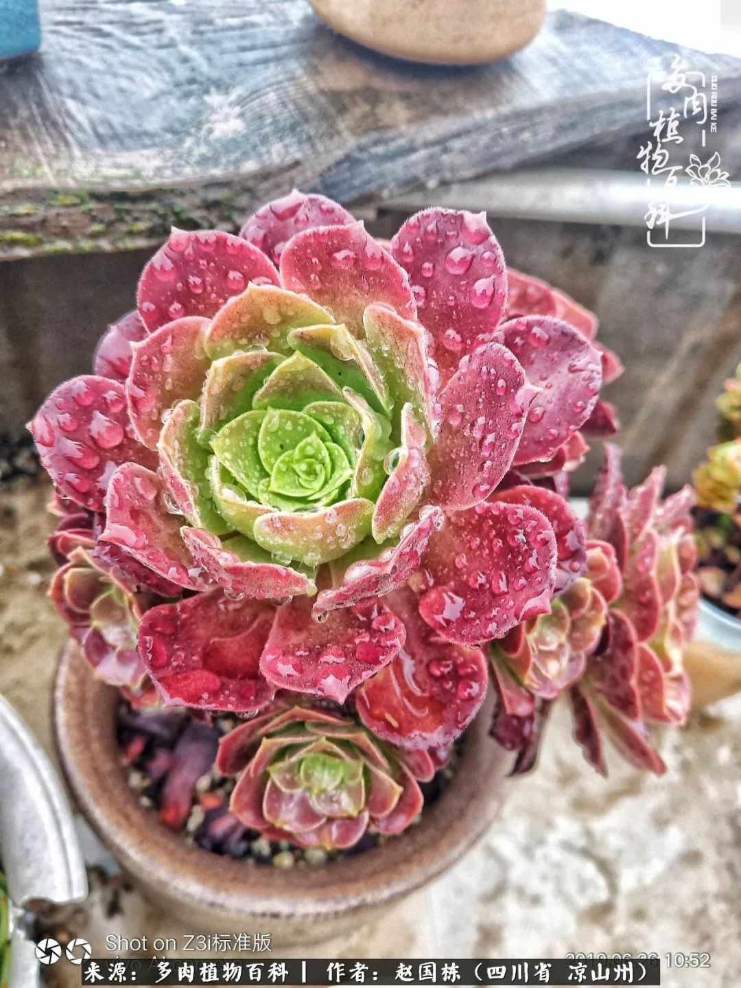 一场猝不及防的大雨中原声,雨中的多肉晶莹剔透