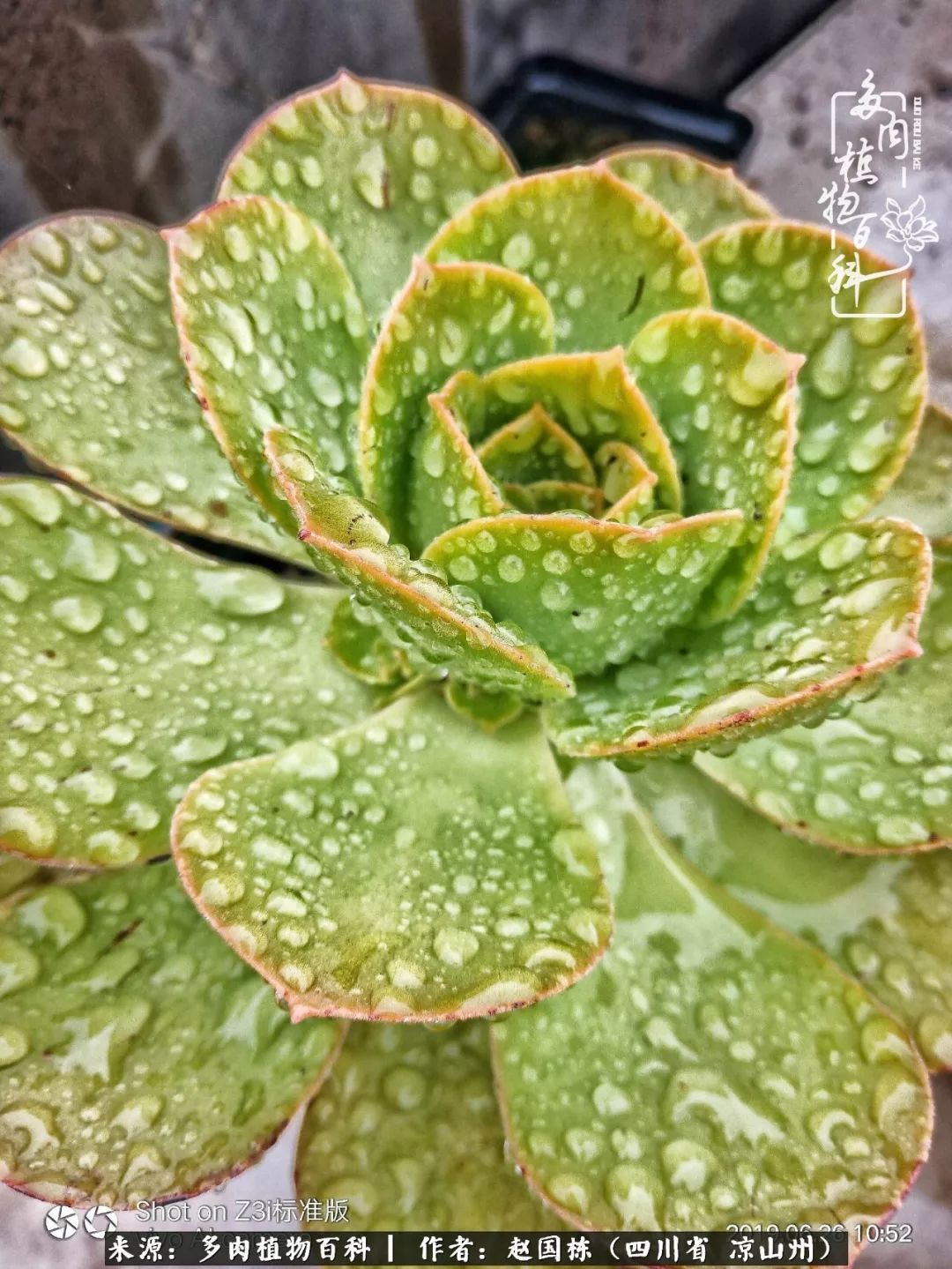 一场猝不及防的大雨中原声,雨中的多肉晶莹剔透