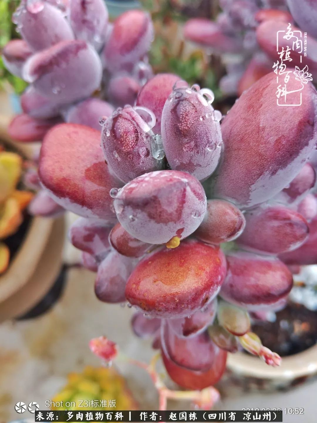一场猝不及防的大雨中原声,雨中的多肉晶莹剔透