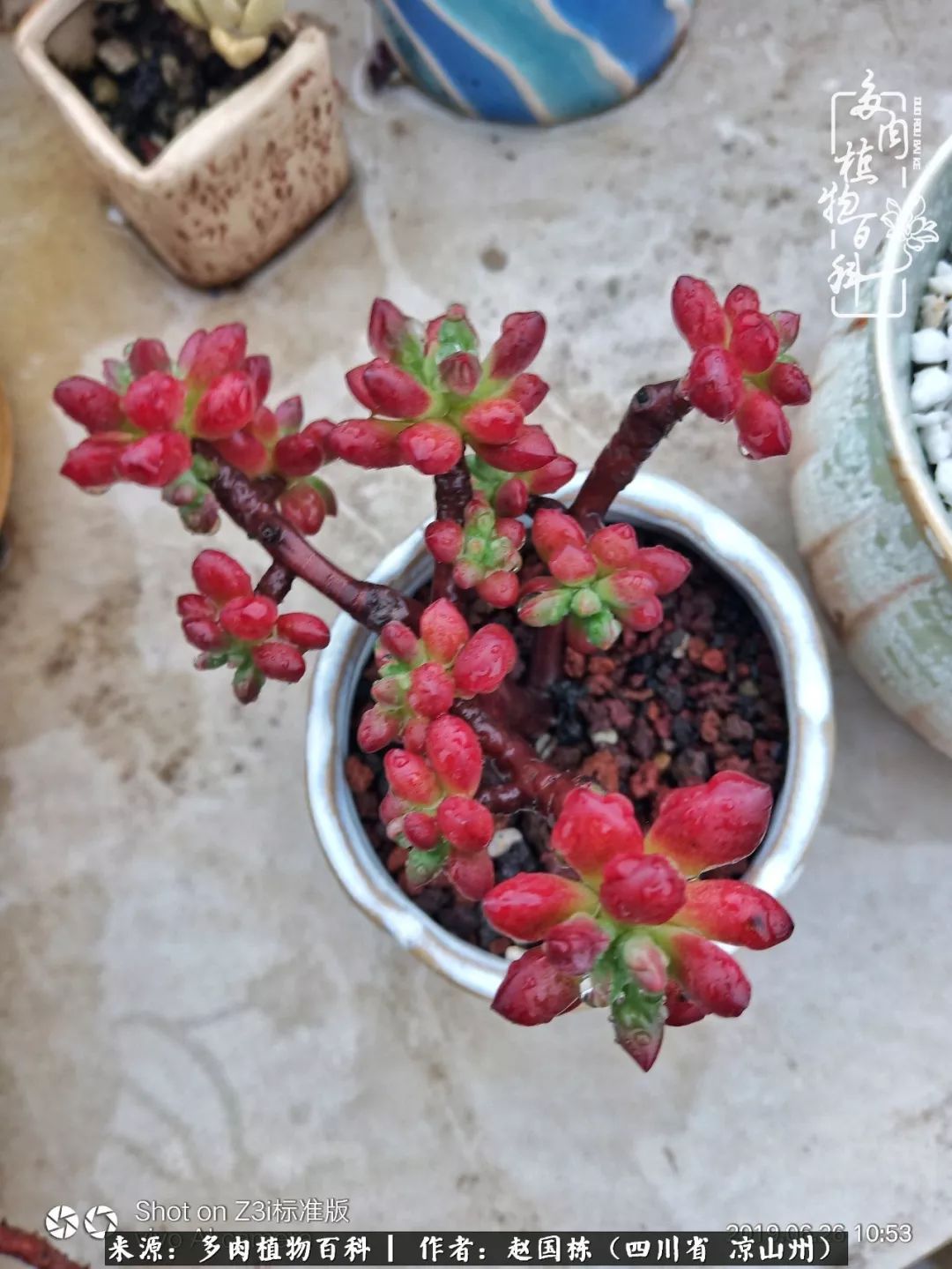 一场猝不及防的大雨中原声,雨中的多肉晶莹剔透