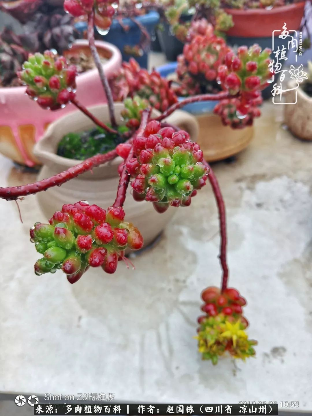 一场猝不及防的大雨中原声,雨中的多肉晶莹剔透