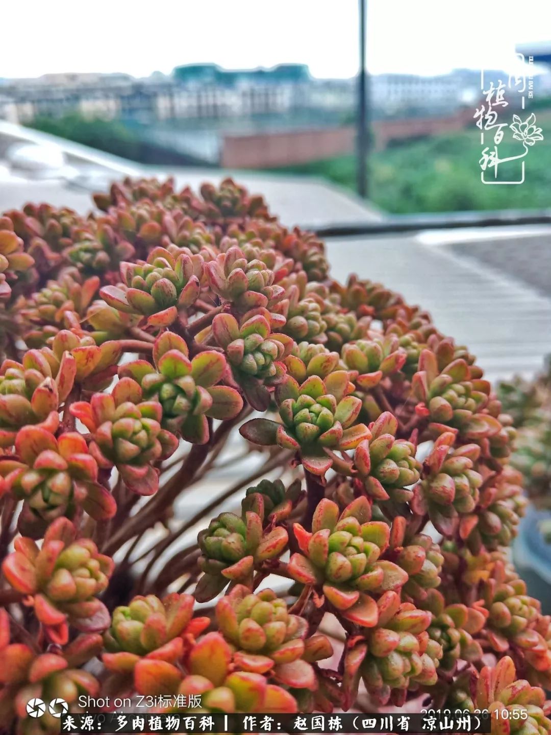 一场猝不及防的大雨中原声,雨中的多肉晶莹剔透