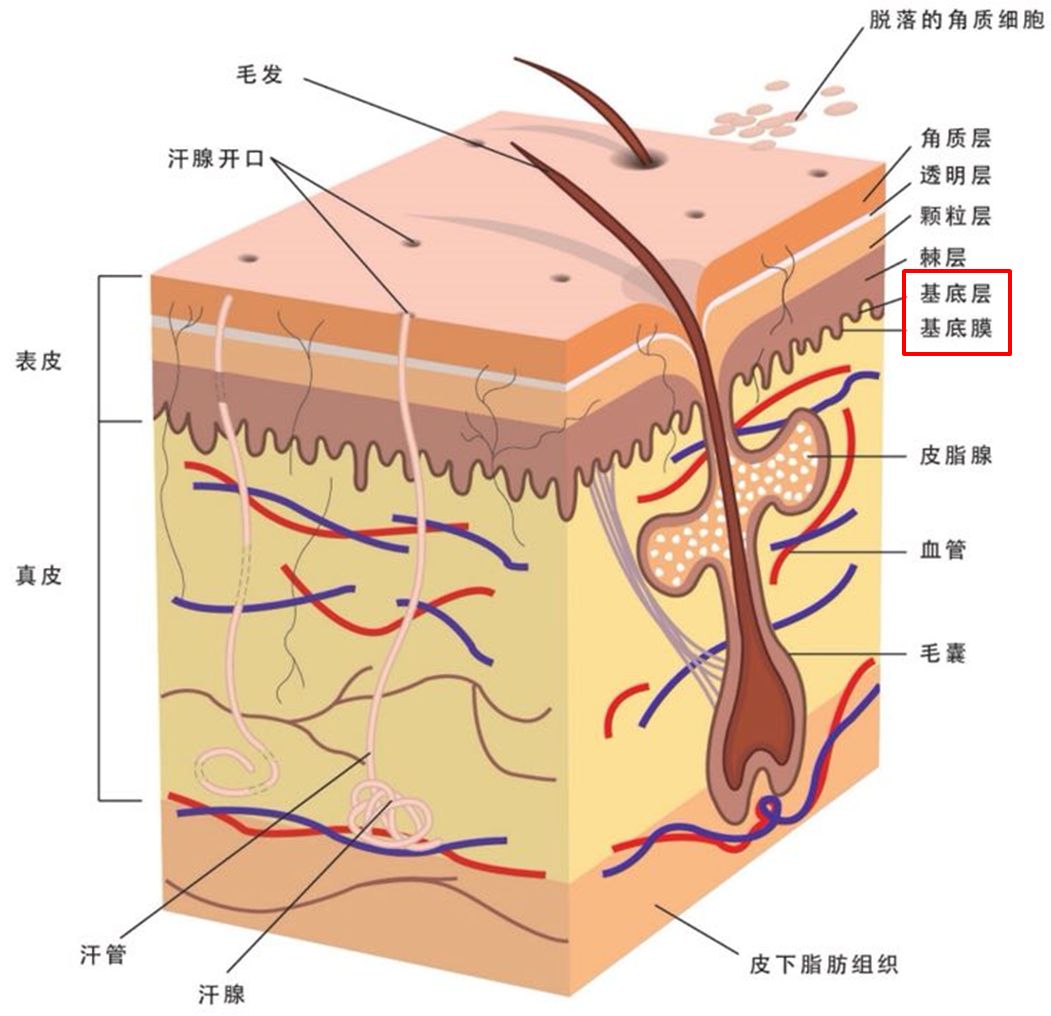 补水的陷阱,深度补水有用吗