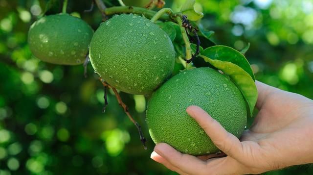 种植柚子树的小窍门,栽种的柚子树怎么施肥