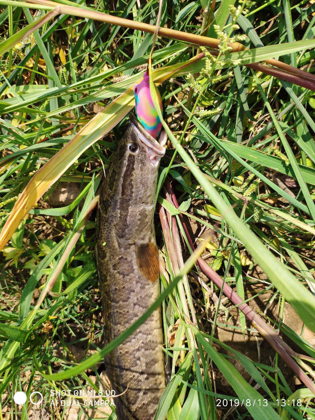 路亚轮怎么清洗,路亚轮拆装保养视频