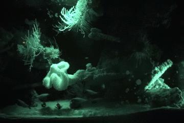 世界上长得像外星人的海洋生物,外星海洋生物图片