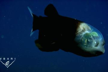 世界上长得像外星人的海洋生物,外星海洋生物图片