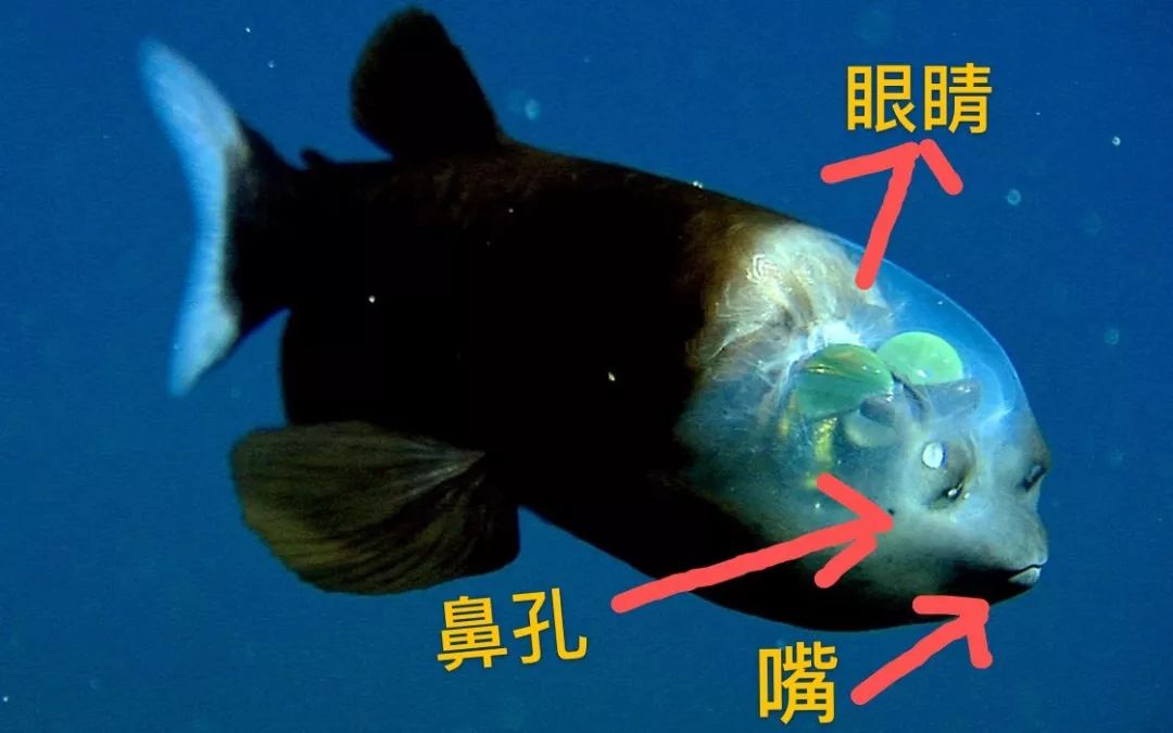 世界上长得像外星人的海洋生物,外星海洋生物图片