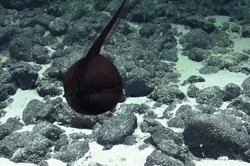 世界上长得像外星人的海洋生物,外星海洋生物图片