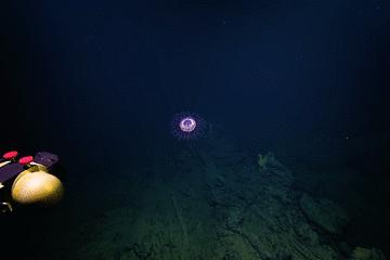 世界上长得像外星人的海洋生物,外星海洋生物图片