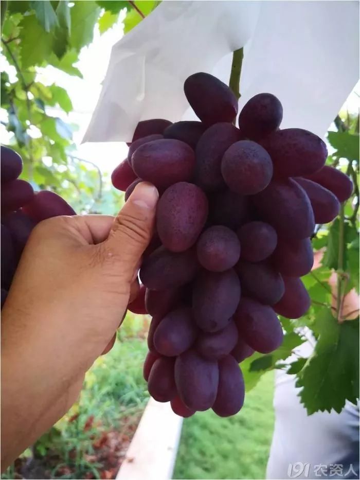 2022年有哪些新葡萄品种,2019葡萄新品种介绍