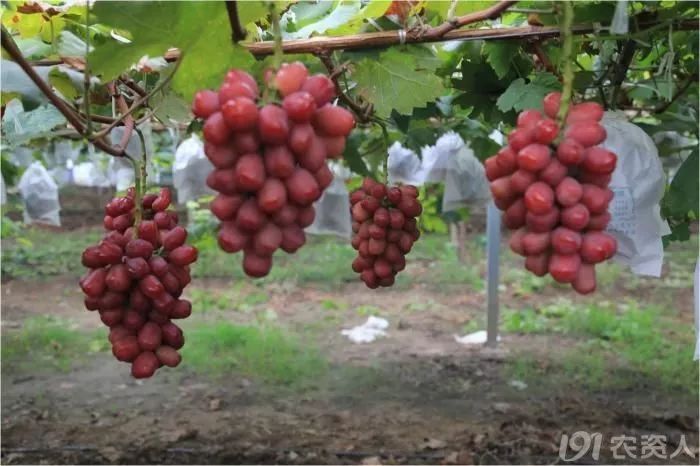 2022年有哪些新葡萄品种,2019葡萄新品种介绍