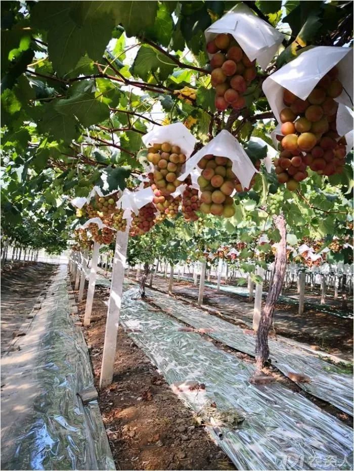 2022年有哪些新葡萄品种,2019葡萄新品种介绍