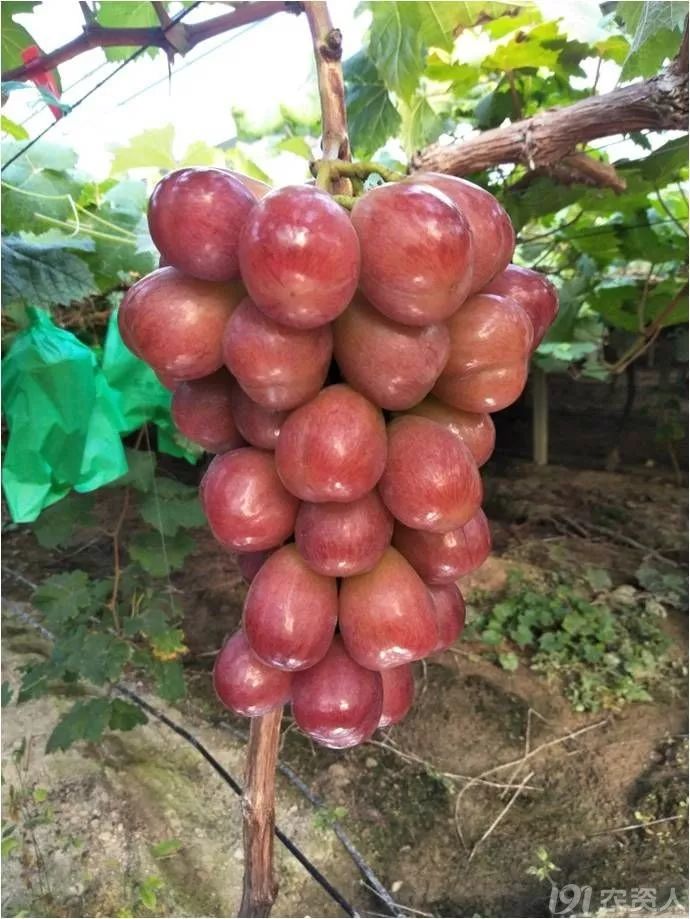 2022年有哪些新葡萄品种,2019葡萄新品种介绍