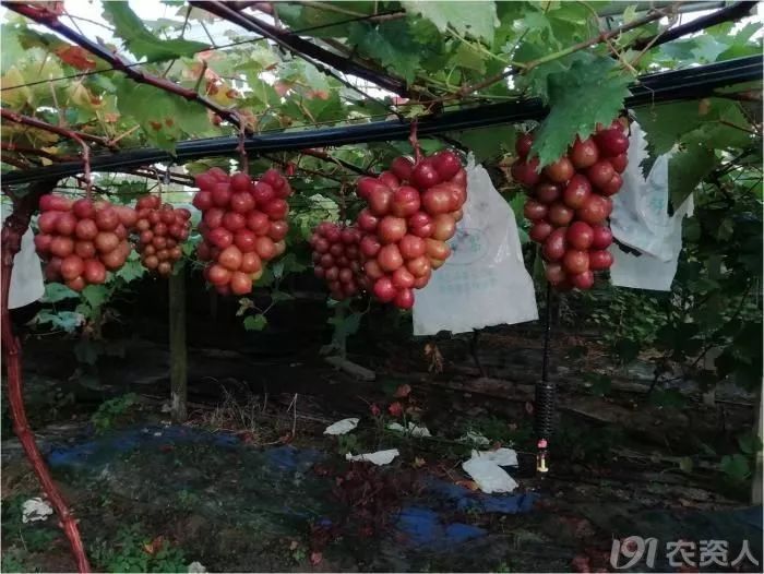 2022年有哪些新葡萄品种,2019葡萄新品种介绍