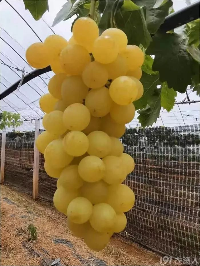 2022年有哪些新葡萄品种,2019葡萄新品种介绍
