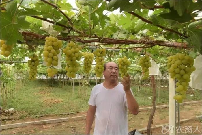 2022年有哪些新葡萄品种,2019葡萄新品种介绍