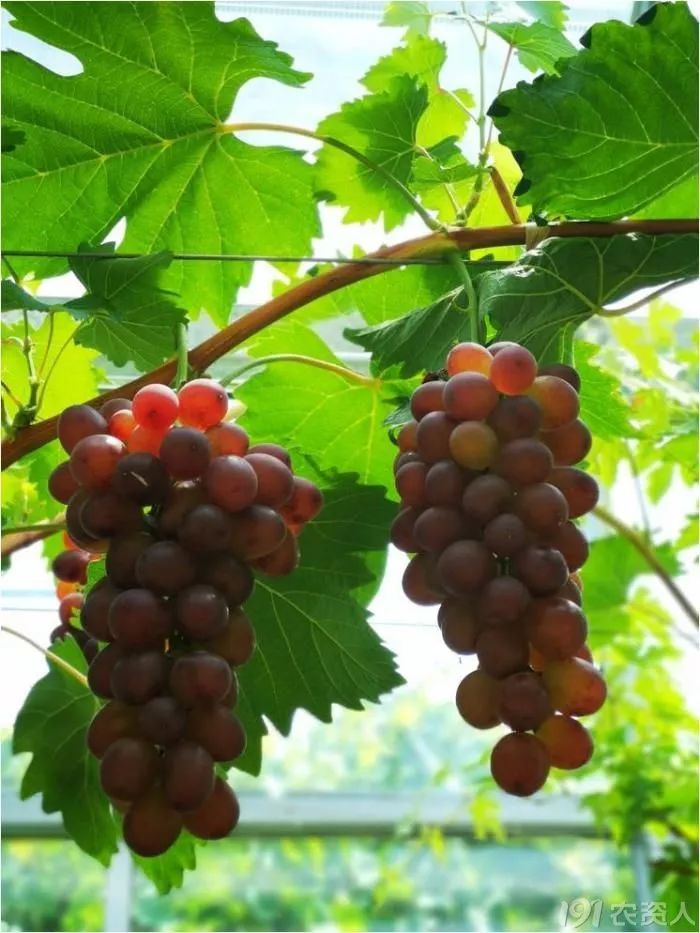 2022年有哪些新葡萄品种,2019葡萄新品种介绍