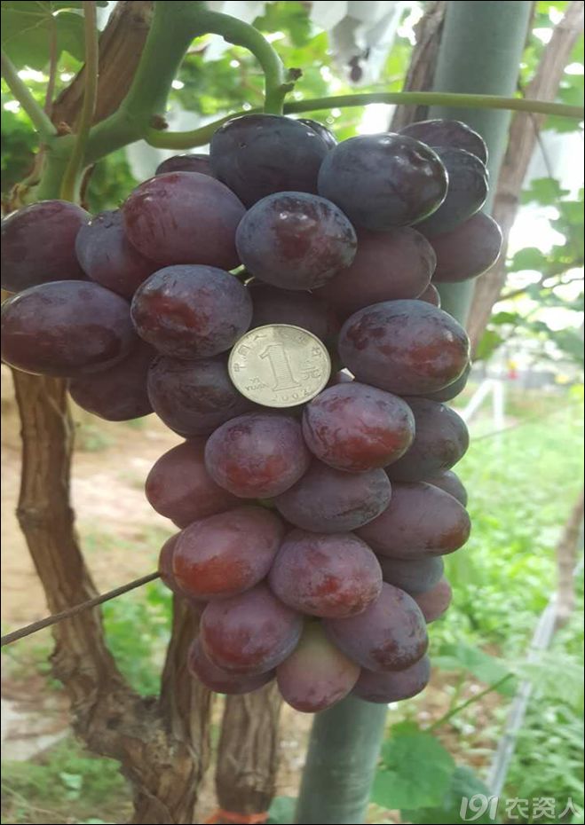 2022年有哪些新葡萄品种,2019葡萄新品种介绍