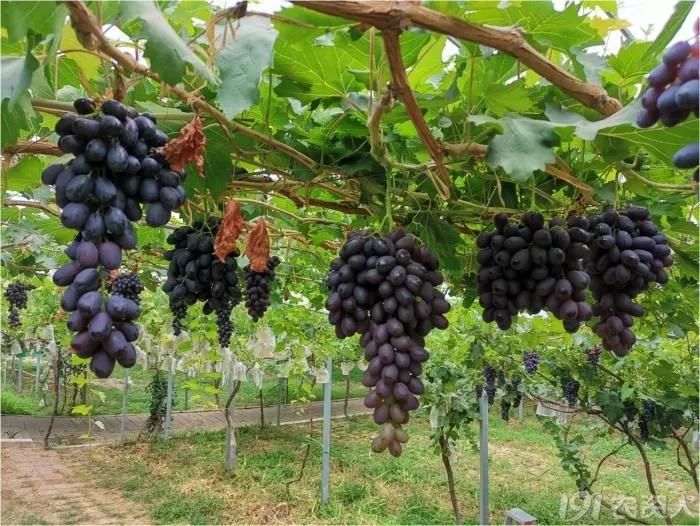 2022年有哪些新葡萄品种,2019葡萄新品种介绍